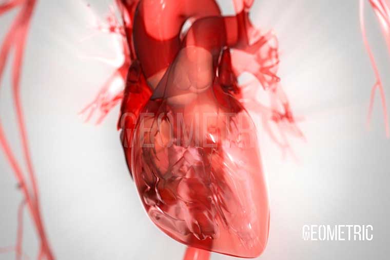 Cardiovascular animation