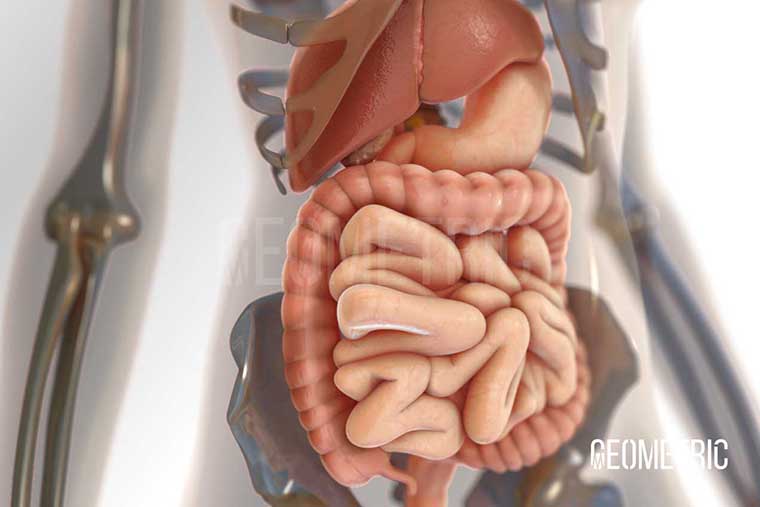 Digestive System Illustration