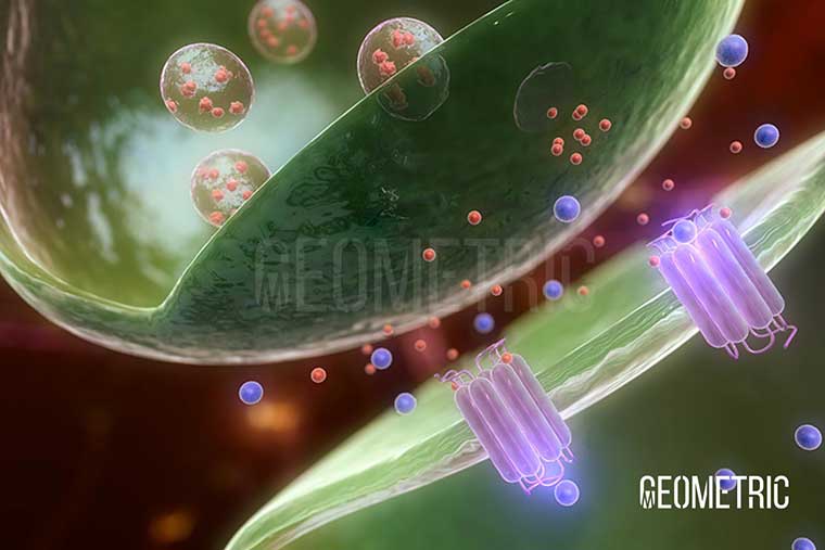 Excitotoxicity Illustration