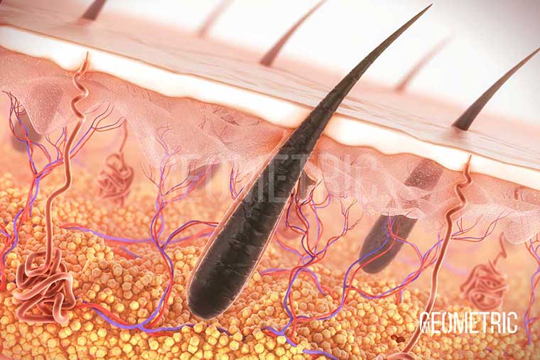 Hair Growth & Skin Cross-Section Illustration
