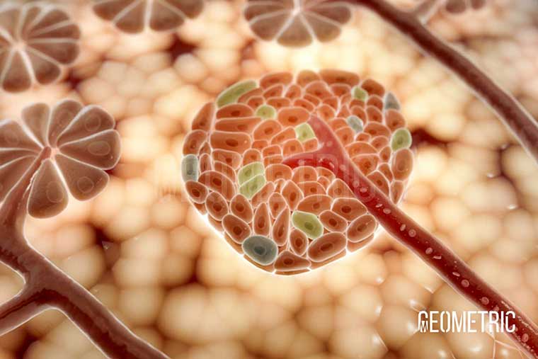 Islets of Langerhans Illustration