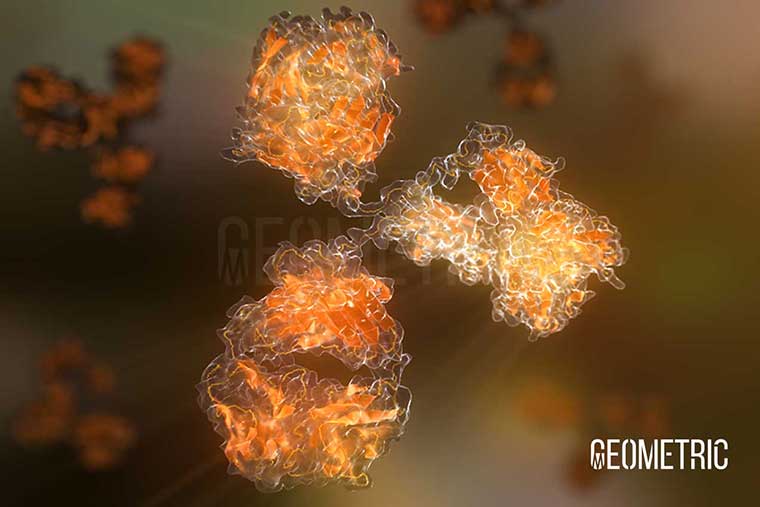 Monoclonal Antibody Illustration