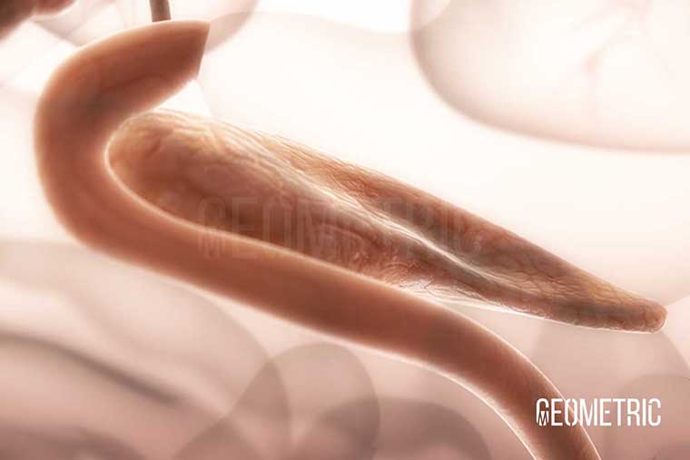 Pancreas Illustration