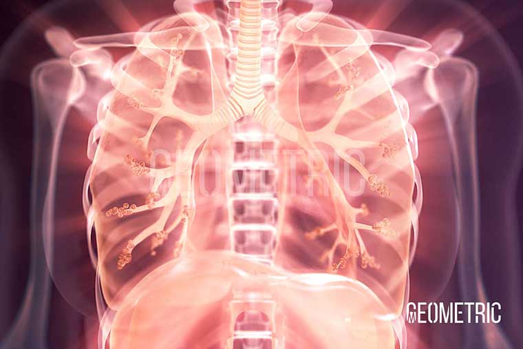 Respiratory System Illustration