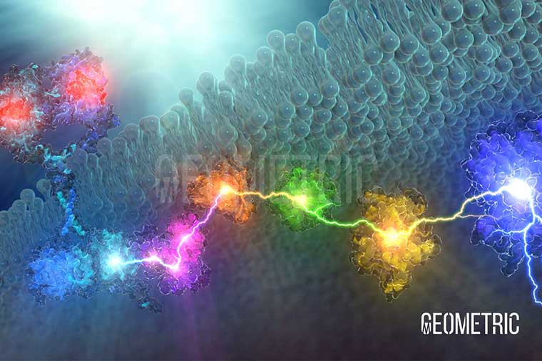 Signal Transduction Illustration