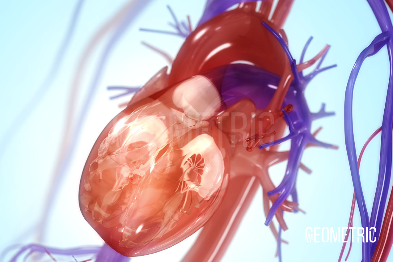 Circulatory System, Illustrated by Geometric Medical Animation