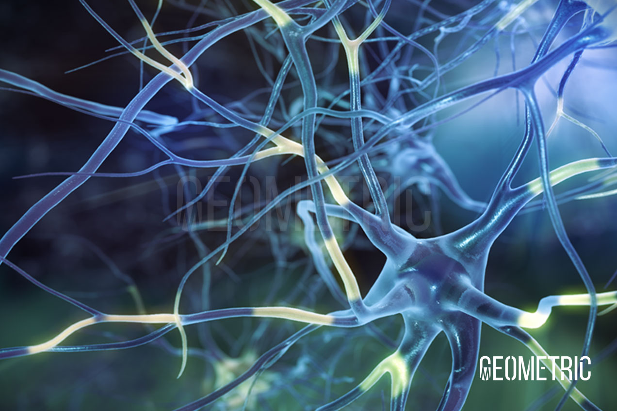 Neurons 3D Illustration