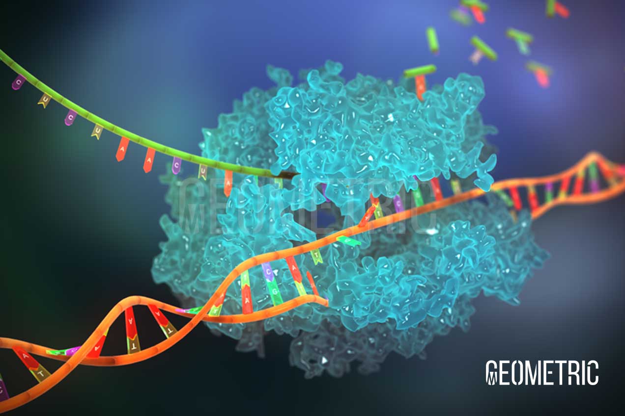 DNA Polymerase Illustration