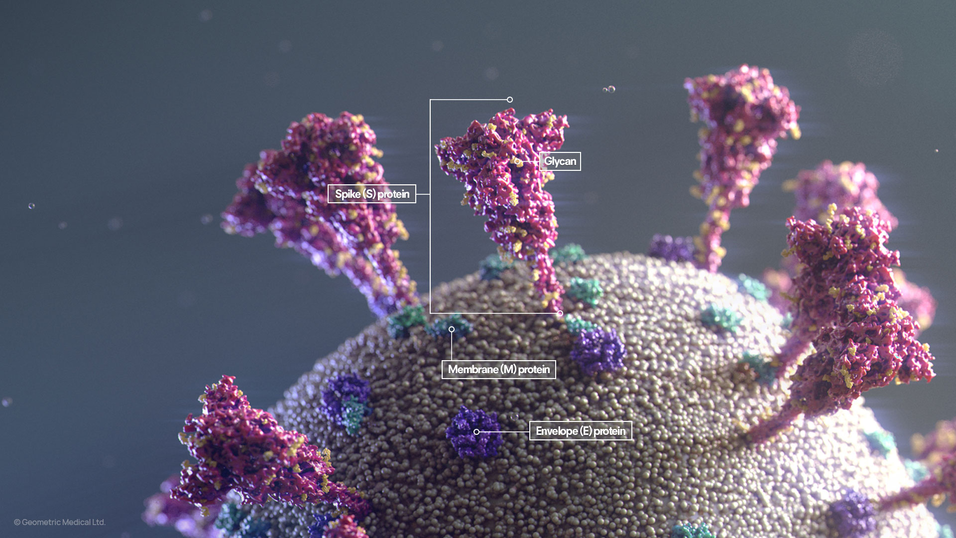 SARS-CoV-2 Anatomy, Illustration by Geometric Medical