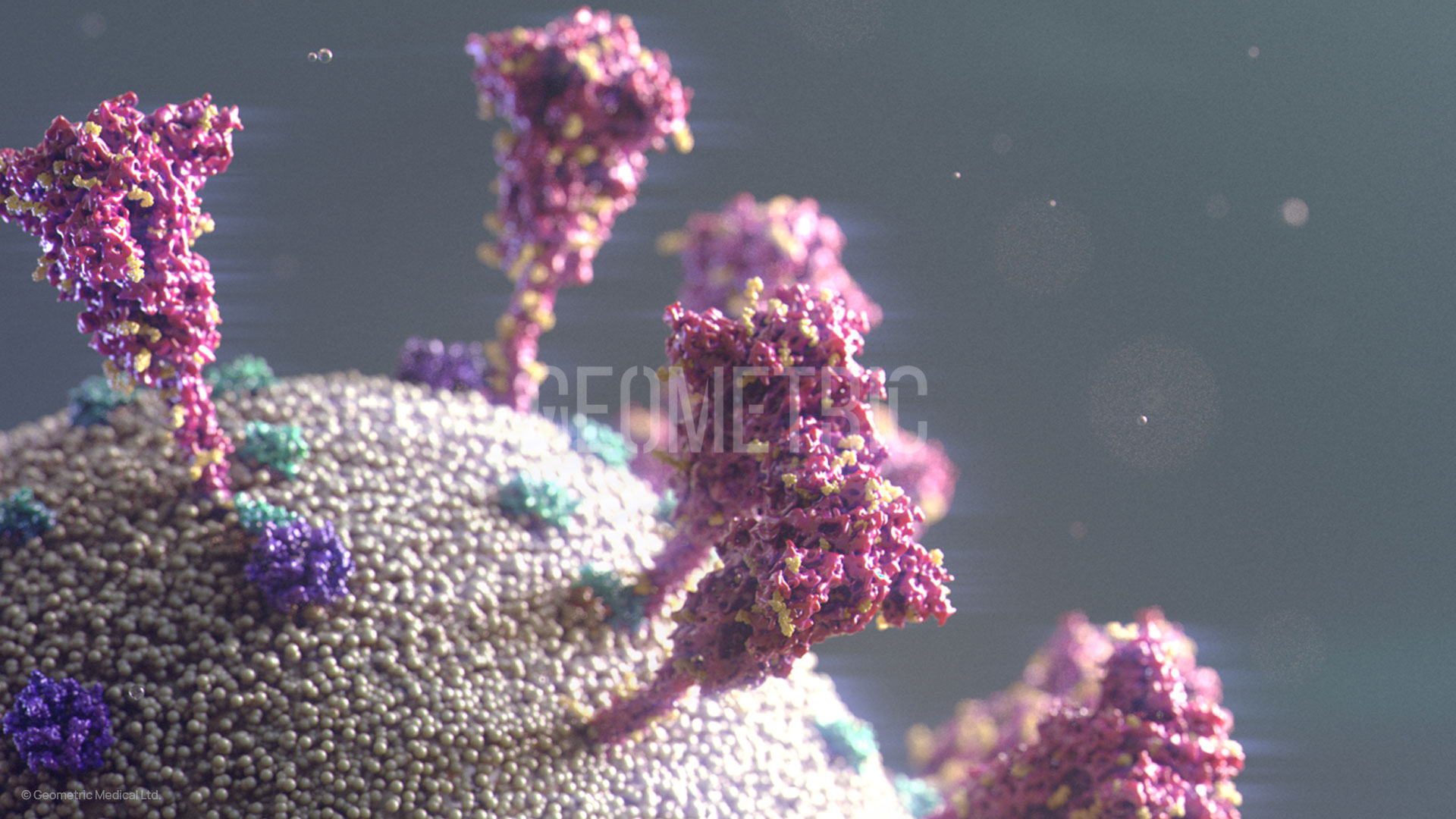 COVID-19, SARS-CoV-2 Illustration